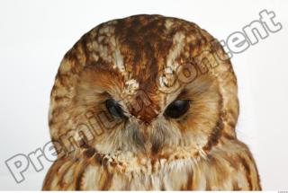 Tawny owl - Strix aluco 0002